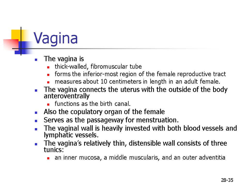 28-35 Vagina The vagina is thick-walled, fibromuscular tube forms the inferior-most region of the